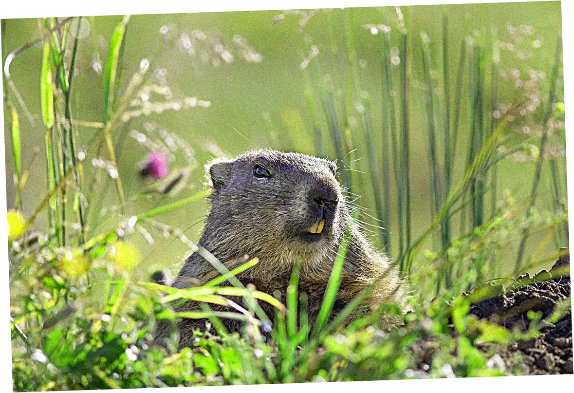 Styling Your Marmot Down Jacket for Various Occasions