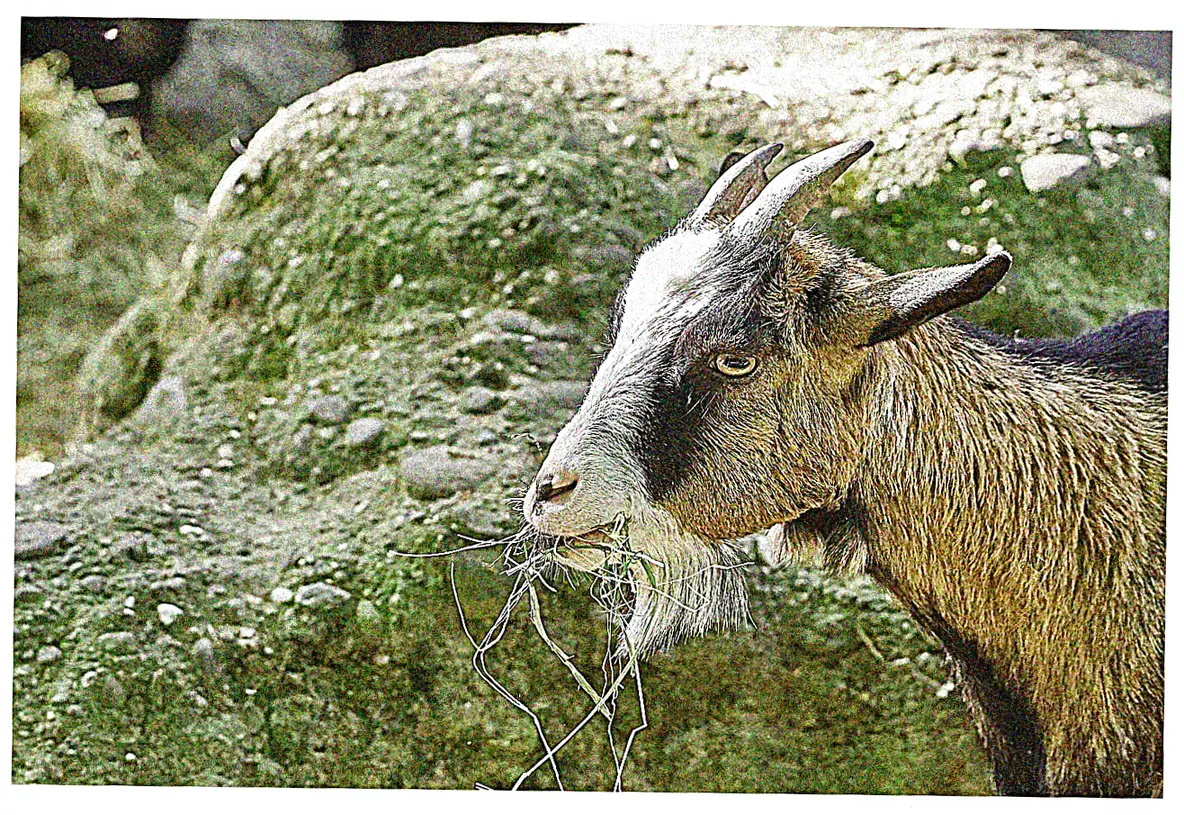 Care and Maintenance for Longevity