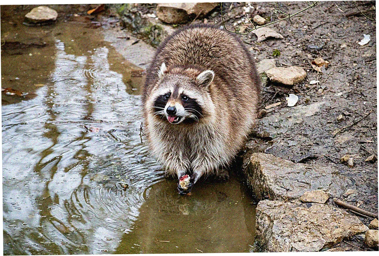 Machine Washing Procedure